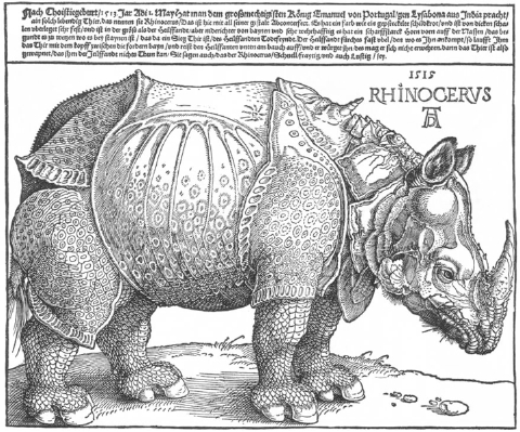 Dürer_rhino